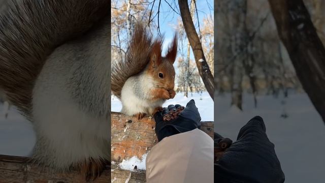 Две белочки-красавицы #белка #squirrel