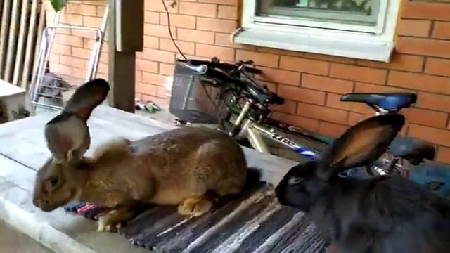 Кролик Великан, Немецкий Ризен в Ростове смотреть онлайн