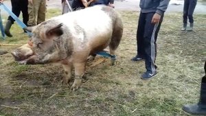 Повал та фіксація КНУРА