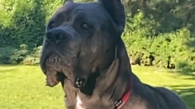 Красивый серый кане корсо, всего 1,2 года! смотреть онлайн