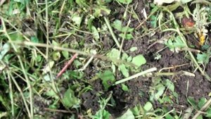 сею дайкон в сидераты