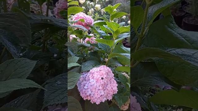 Гортензия крупнолистная Бесконечное лето.