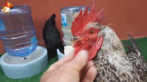 Кормушка курам на 3 вида корма и поилка из бутылей от кулера понравились несушкам ?????
