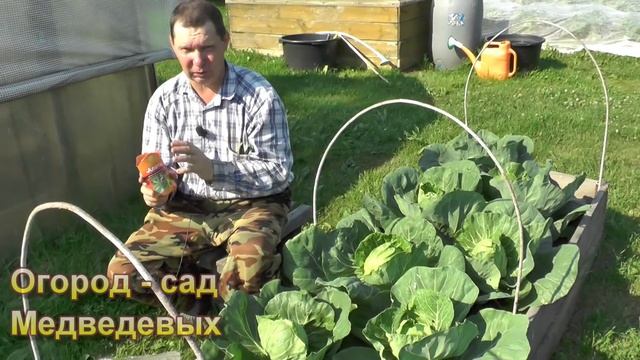 Как надежно и безопасно защитить капусту от вредителей смотреть онлайн