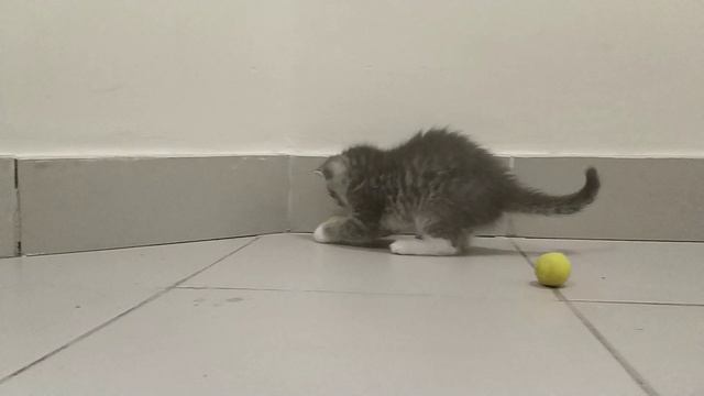 Kittens202309