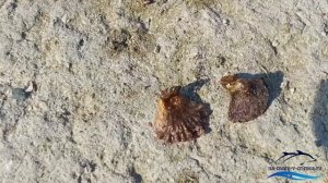 Крым. Коса Беляус в октябре.