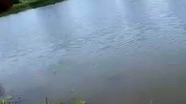 Натуризм.Харьков.Озеро.Кутузовка. Обзор.3.07.2020.