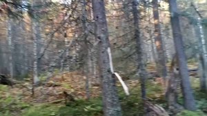 за три дня поставили проходную избушку