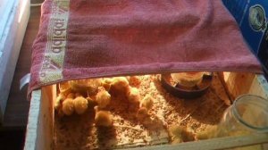 Инкубация перепелиных яиц - отключение света на 24 часа