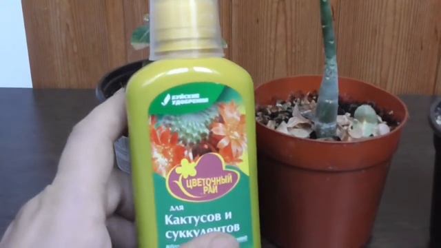 Адениум/ 2 августа смотреть онлайн