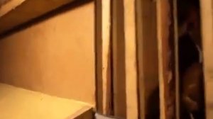 Как можно построить сарай стайку для кур, уток, свиней и молодняка