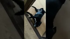 Генерализованный эпилептический припадок (приступ) у  собаки / Generalised epileptic seizure in dog