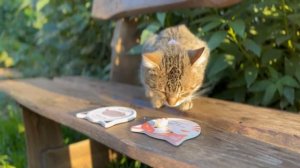 Челлендж КРАСНАЯ ЕДА ПРОТИВ БЕЛОЙ ЕДЫ / ЧТО ВЫБЕРУТ КОТЫ ? Смешные коты с озвучкой