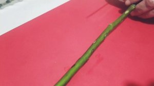 УКОРЕНЯЮ РОЗЫ ИЗ БУКЕТА Как черенковать розы?