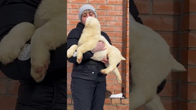 Белые алабаи щенки среднеазиатской овчарки алабаи в профессиональном питомнике Таёжный Талисман #са