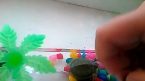 Маленькие черепахи
