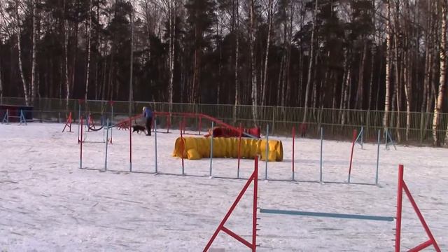 Косоруков Роман новогодние соревнования по аджилити 02.01.15 смотреть онлайн