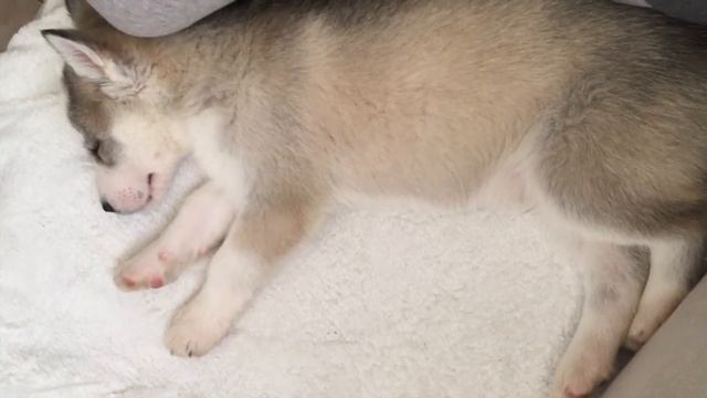 DOGVLOG#2: ХАСКИ БЕГАЕТ ВО СНЕ смотреть онлайн