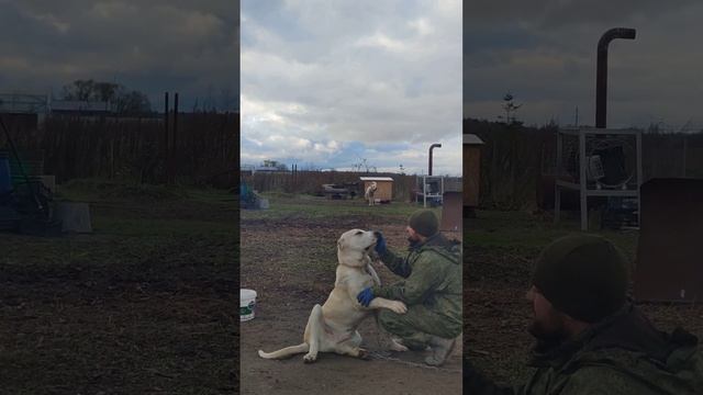 гампр - это семейная собака очень любит ласки