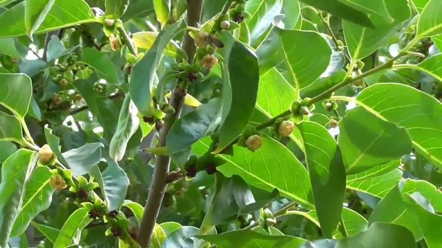 Хурма отличный медонос, работа пчел! 26 мая 2018. смотреть онлайн