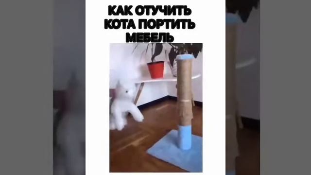 Как отучить кота портить мебель