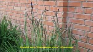 Сибирский ирис.