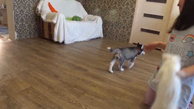 ХАСКИ НАПАЛА НА КОТЯТ/ЧЕМ КОРМИТЬ ХАСКИ/МОЙ ПИТОМЕЦ смотреть онлайн