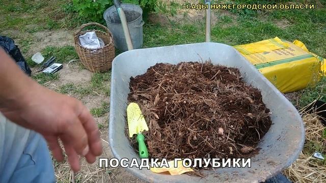 Посадка голубики.Голубика посадка и уход