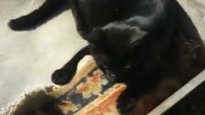 Черный котёнок играет сам с собой.