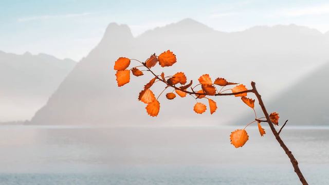 Robert Schumann: Romance for Oboe and Piano op. 94 no. 2 - Albrecht Mayer - Markus Becker смотреть онлайн