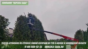 Услуги обрезки живой изгороди из туй на даче. Заказать выезд Агронома по т.84956695223 г.Москва и МО