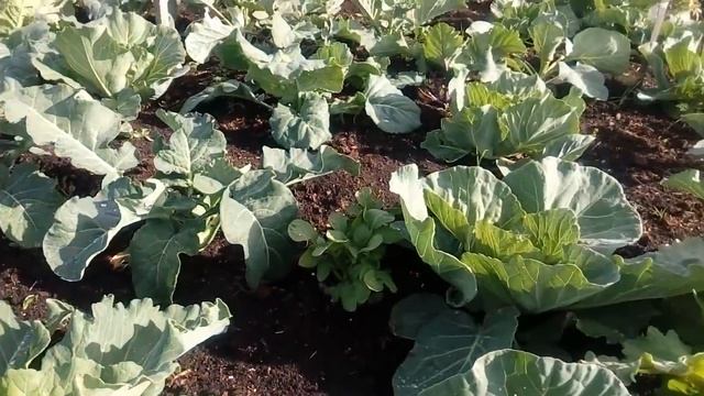 ВЫРАЩИВАНИЕ КАПУСТЫ - СЕКРЕТЫ БОЛЬШОГО УРОЖАЯ! смотреть онлайн