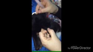 Как клеить уши колли или шелти #шелти #шетландскаяовчарка #колли #шотландскаяовчарка