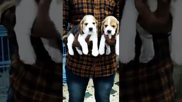 Superb quality beagle puppies available in Bangalore