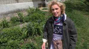 Как укоренить черенки мандарина (Cītrus reticulāta). Пять секретов посадки в грунт