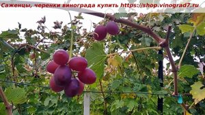 Виноград Художник- молодой саженец, плодоношение после прищипки основного побега, 16 октября