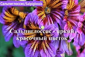 Сальпиглоссис - яркий красочный цветок