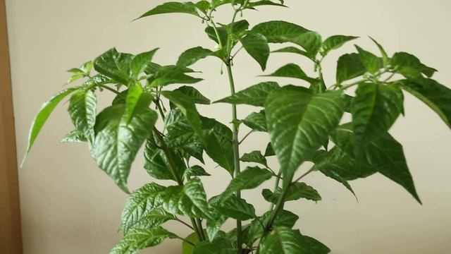 Trinidad Moruga Scorpion flowering смотреть онлайн