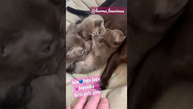 🐈⬛Бурманские котята питомника - J-litter- 1 месяц смотреть онлайн