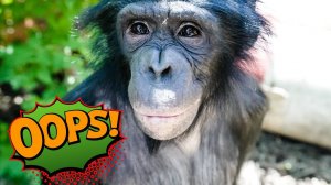 ШИМПАНЗЕ снова ЛОМАЕТ ДЕРЕВЬЯ! Что с ней делать? ЗАКРЫЛ Влада на НЕДЕЛЮ за плохое поведение...