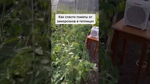 Как спасти томаты от заморозков в теплицах!