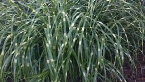 Miscanto (Miscanthus sinensis strictus)