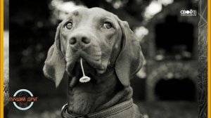 Лучший друг. Выпуск 6. Венгерская Выжла