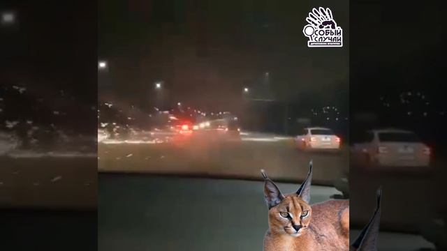 Кот породы каракал и водитель джипа обстреляли в Воронеже сотрудников ДПС из фейерверка ?? смотреть онлайн