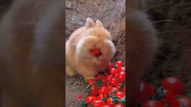 Зайчик ест помидорки смотреть онлайн