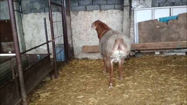 Гиссарский баран. 2года смотреть онлайн