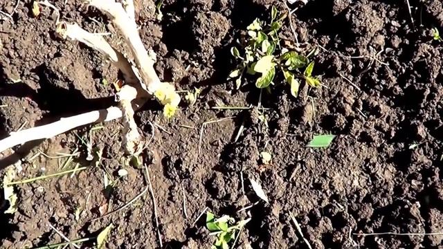 Герань. Как сохранить кусты герани. Результат эксперимента. смотреть онлайн