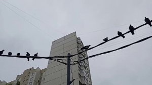 Кошка и птицы.