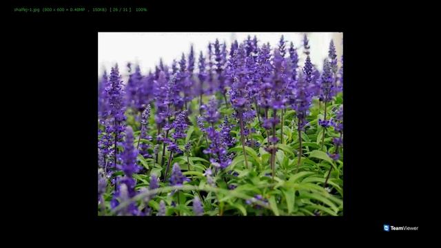 Онлайн консультация Ландшафтный дизайн - проектирование цветников смотреть онлайн