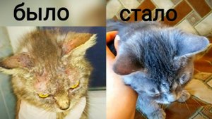 ЛЕЧЕНИЕ КОШКИ ОТ ЧЕСОТКИ... ДО И ПОСЛЕ...У НЕЕ РАЗБИТА ЧЕЛЮСТЬ ОТ ЖИВОДЕРОВ